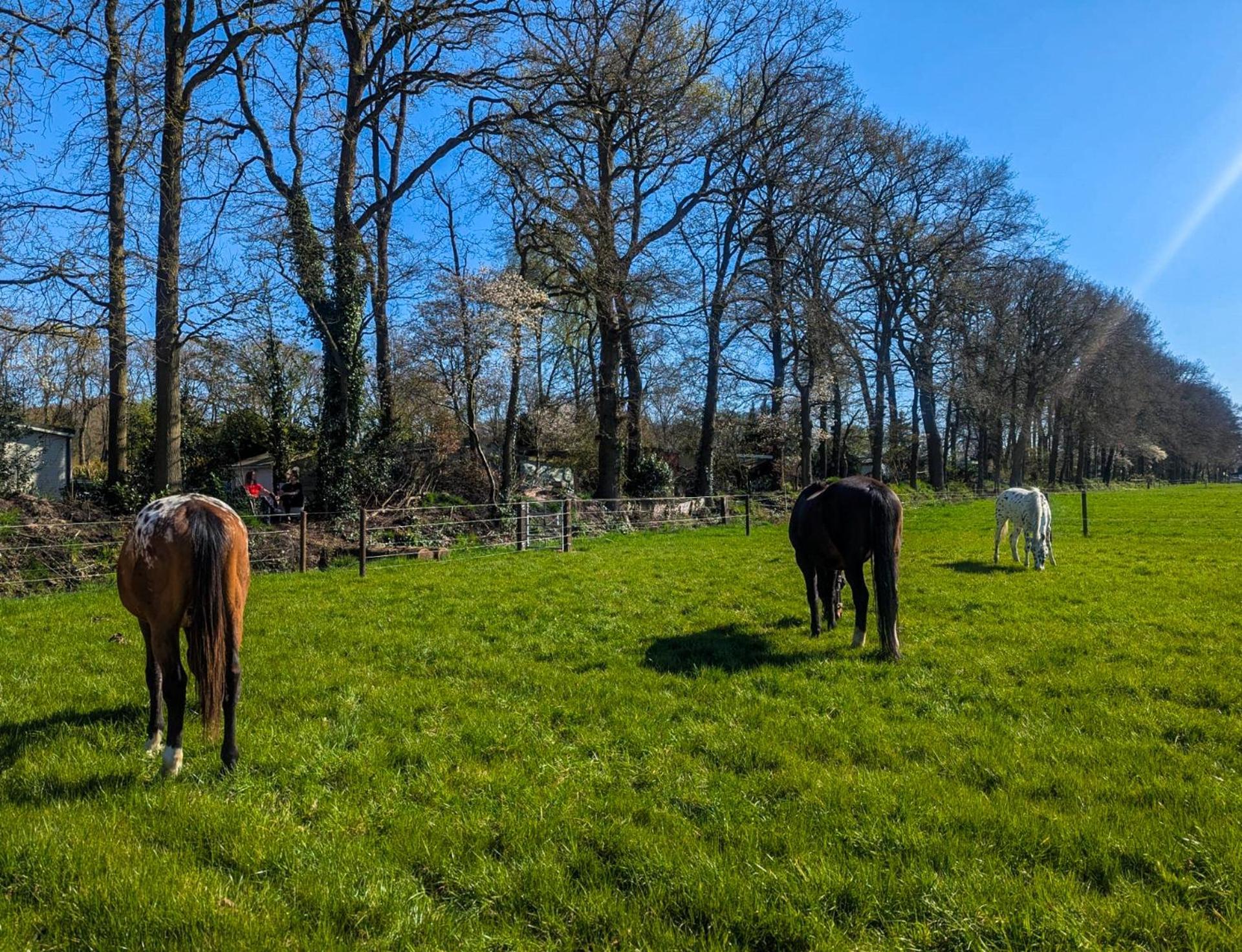 Hotel Chique Chalet Met Zicht Over De Weilanden Op De Veluwe Epe Zewnętrze zdjęcie